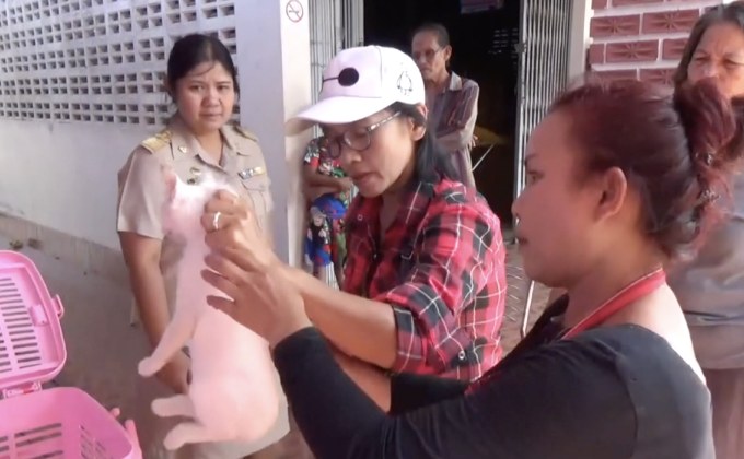 เตรียมจับสุนัขจรจัด 1,500 ตัว จ.สงขลา