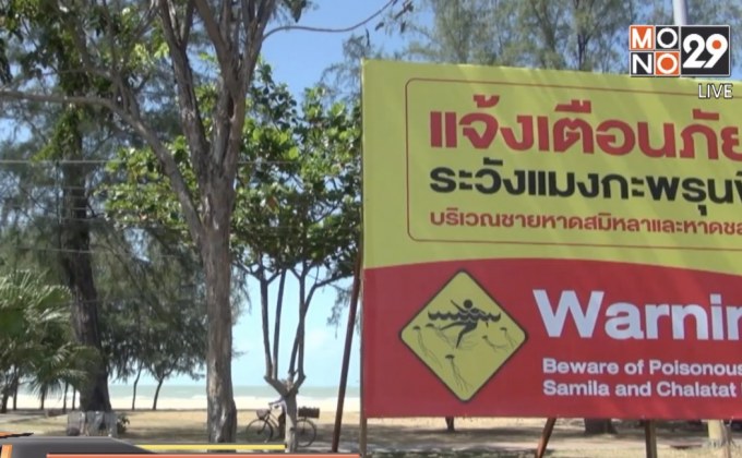 เตือนแมงกะพรุน- ก้อนน้ำมันในทะเล จ.สงขลา