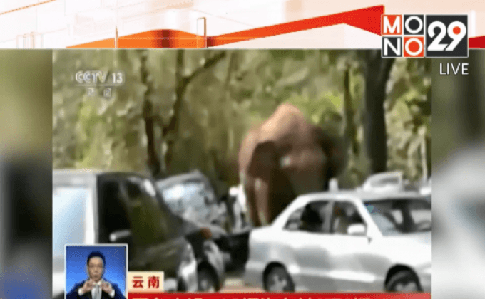 ช้างป่าหลุดเข้ามาในเมืองทางตอนใต้ของจีน