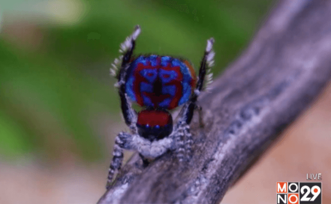 พบแมงมุมนกยูง 7 พันธุ์ใหม่ในออสเตรเลีย