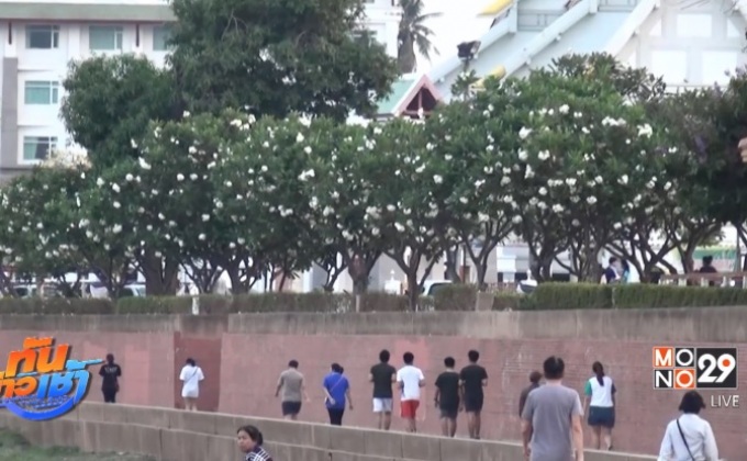 ดอกลีลาวดีบานสะพรั่ง บนถนนสายวัฒนธรรม