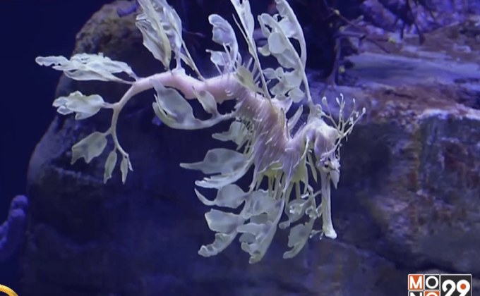 ​จัดแสดงมังกรทะเลหายากในรัฐแคลิฟอร์เนีย