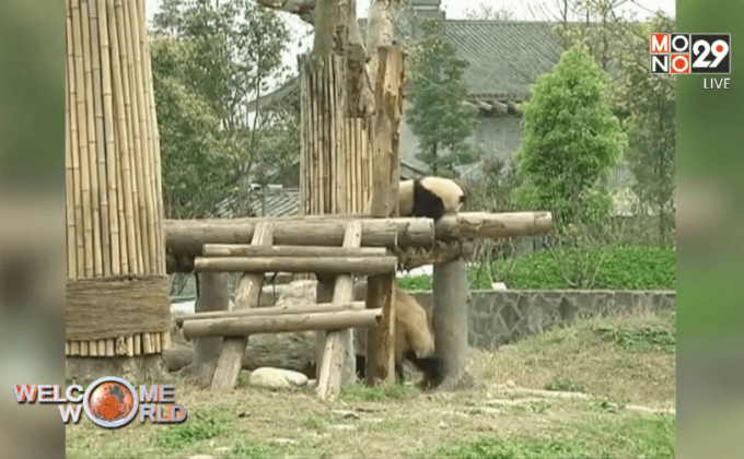 ผู้ดูแลสัตว์ต่างชาติมาเรียนรู้การให้อาหารแพนด้าในจีน