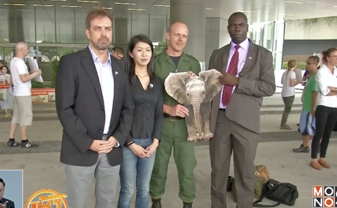 รณรงค์ออกกฎหมายห้ามซื้อ-ขาย “งาช้าง” ในฮ่องกง