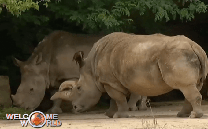 แรดขาวเหนือ 1 ใน 5 ตัวตายแล้ว