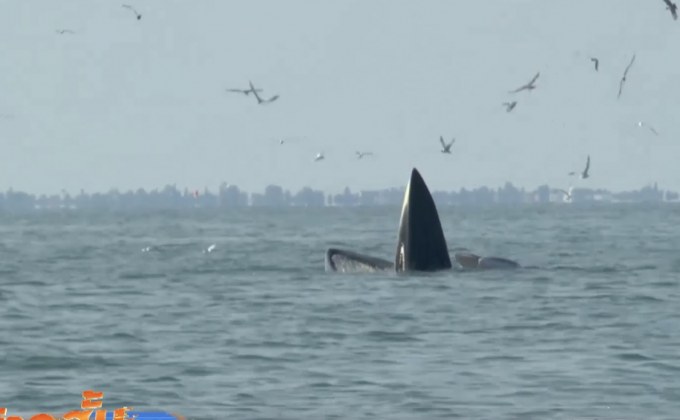 ล่องเรือชมวาฬบรูด้า จ.เพชรบุรี 