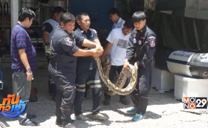 พบงูเหลือมยาว 5 เมตร หนักกว่า 200 กิโลกรัม