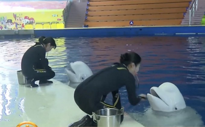 จีนเตรียมส่งวาฬเบลูกากลับไอซ์แลนด์