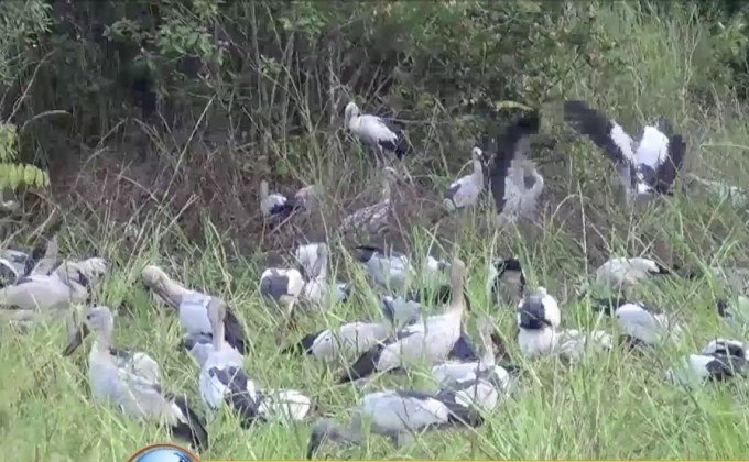 นกกระสานับพันอพยพหนีหนาว