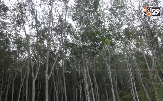 เรียกร้องแก้ปัญหาโรคใบร่วงยางพารา