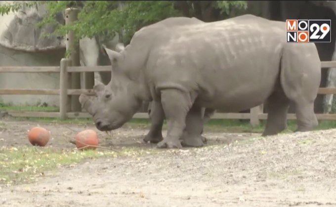 สวนสัตว์ในสหรัฐฯ จัดฉลองฮาโลวีนล่วงหน้า