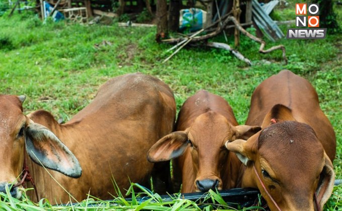 รู้จักโรคแอนแทรกซ์ โรคติดต่อรุนแรงจากสัตว์สู่คน