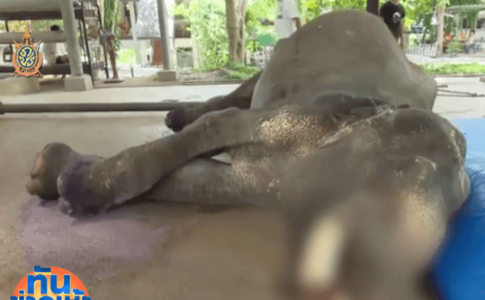 ช้างงางาม “พลายทองใบ” อายุ 70 ปี ล้มแล้ว