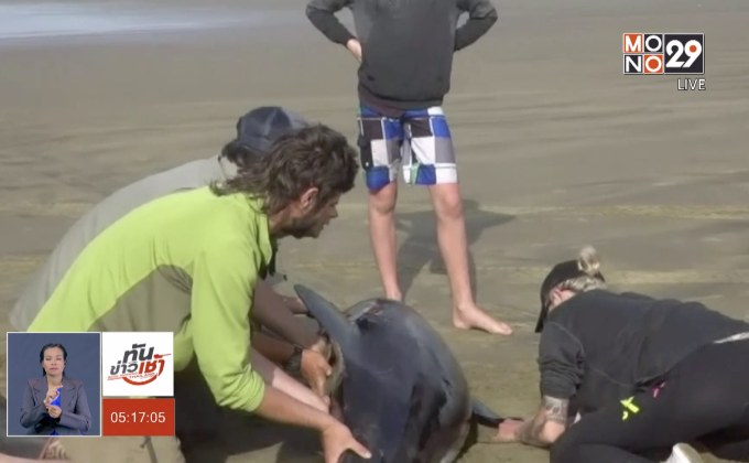 พบฝูงวาฬนำร่องเกยตื้นหาดนิวซีแลนด์ 145 ตัว