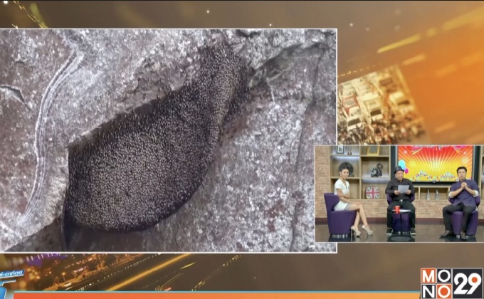 ตื่นตา! ผาผึ้งร้อยรัง อุทยานแห่งชาติน้ำตกชาติตระการ