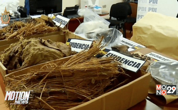 พบมัมมี่อายุกว่า 900 ปี ในพื้นที่ทางเหนือของชิลี