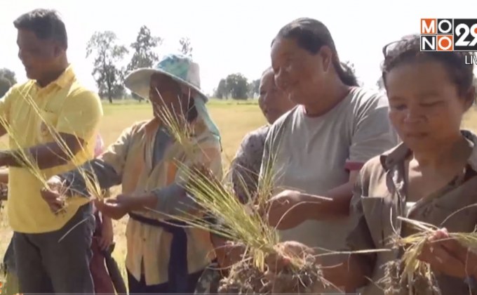 บุรีรัมย์แล้งหนักฝนทิ้งช่วงนาน 4 เดือน