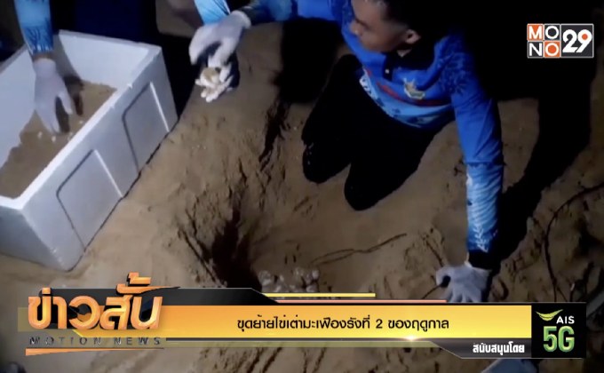 ขุดย้ายไข่เต่ามะเฟืองรังที่ 2 ของฤดูกาล