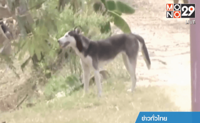 โคราชประกาศพื้นที่ภัยพิบัติหมาบ้า