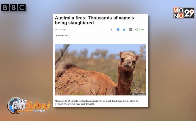 ออสเตรเลียเริ่มสังหารอูฐ-ผลพวงภัยแล้ง