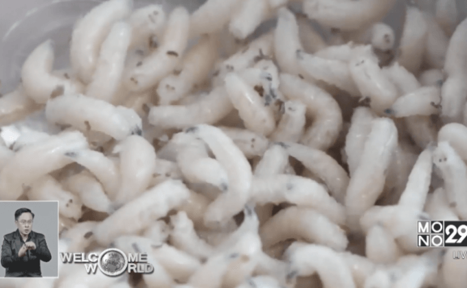 สารคัดหลั่งของหนอนแมลงวันสามารถสังหารแบคทีเรีย