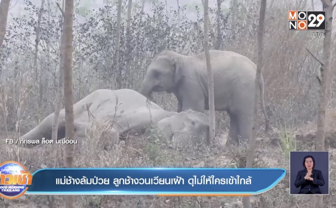 แม่ช้างล้มป่วย ลูกช้างวนเวียนเฝ้า ดุไม่ให้ใครเข้าใกล้