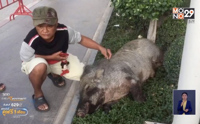 ล้อมจับกันให้วุ่น! หมูป่ายักษ์หลุดมาเดินจะเข้าห้างย่านบางพลี จ.สมุทรปราการ