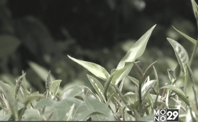 พระราชทานชาต้นแรก ปลูกแทนฝิ่น