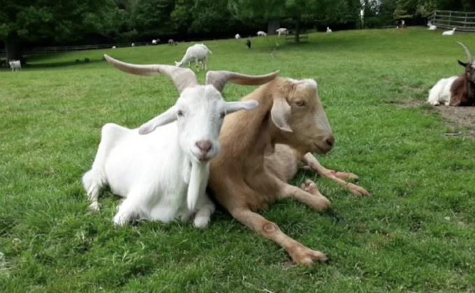 งานวิจัยชี้ แพะชอบอยู่กับคนที่มีความสุข