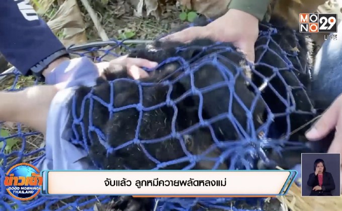 จับแล้ว ลูกหมีควายพลัดหลงแม่