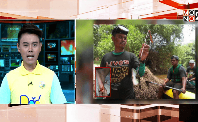 นักท่องเที่ยวถูกปลาปักเป้าน้ำจืดกัด