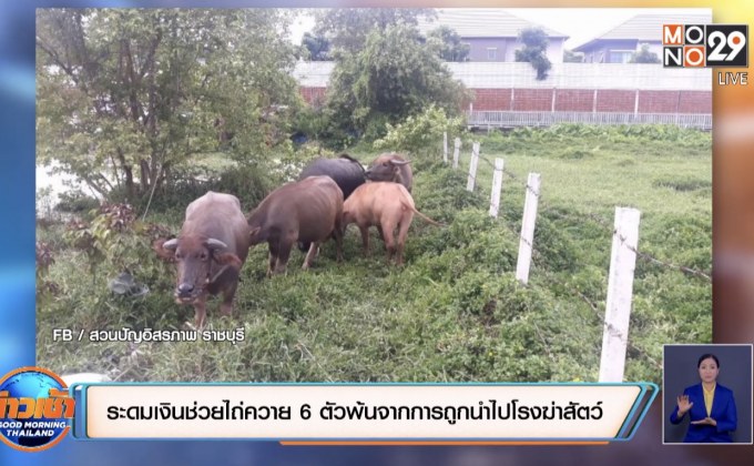 ระดมเงินช่วยไถ่ควาย 6 ตัวพ้นจากการถูกนำไปโรงฆ่าสัตว์
