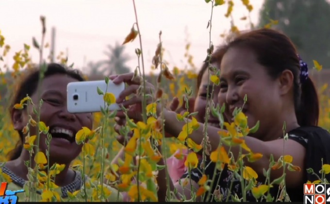 ทุ่งปอเทืองมโนรมย์เหลืองอร่ามรับสงกรานต์