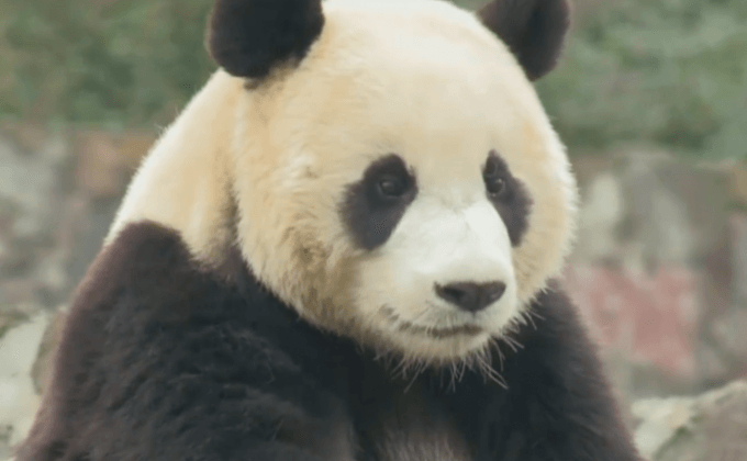 จีนส่งแพนด้าให้เกาหลีใต้ 2 ตัว