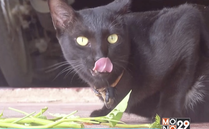 “เจ้าสำลี” แมวดำชอบกินยอดผักบุ้ง