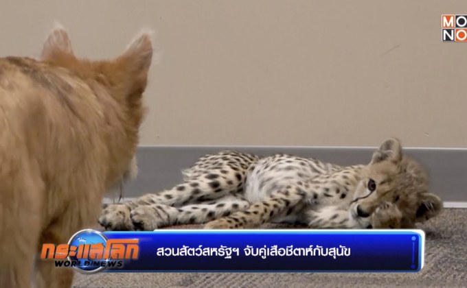 สวนสัตว์สหรัฐฯ จับคู่เสือชีตาห์กับสุนัข