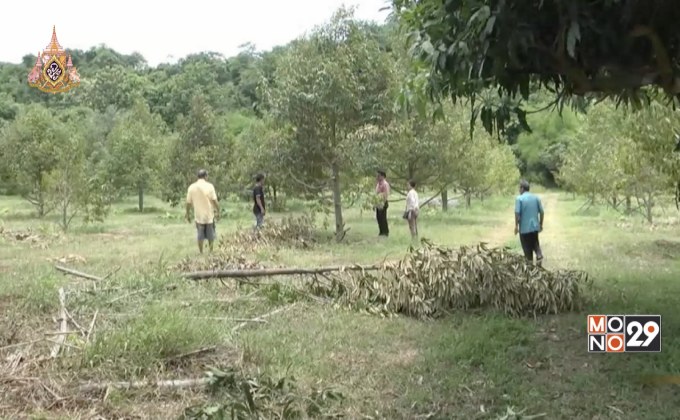 ช้างเขาใหญ่ทำลายสวนผลไม้ จ.นครราชสีมา