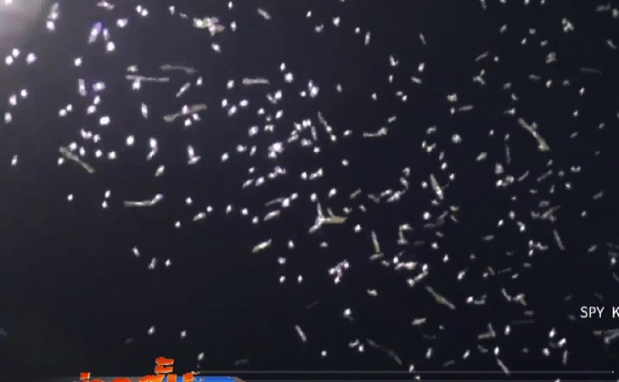 แมลงชีปะขาวนับล้านบุกมุกดาหาร-นครพนม