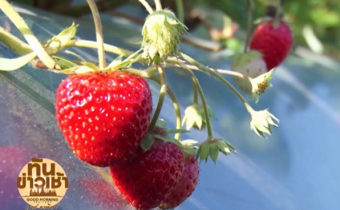 ปรับปรุงพันธุ์สตรอว์เบอร์รี่ใหม่ ใช้ต้านมะเร็ง