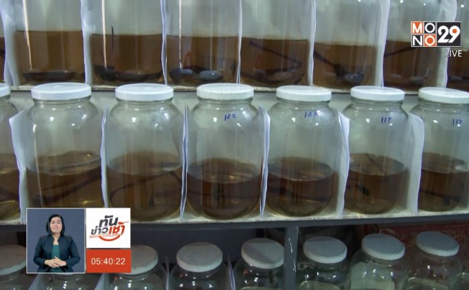 “ปลากัดนักสู้” ส่งออกนอกกำไรงาม