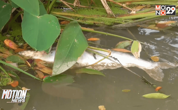 ภัยแล้งทำปลาวังมัจฉาตายจำนวนมาก