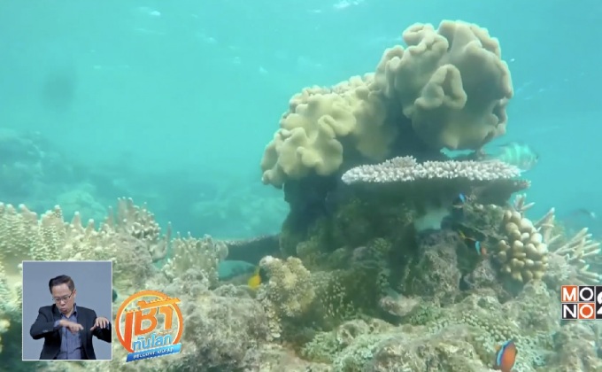 นักวิจัยค้นพบปะการังที่ทนต่อการเปลี่ยนแปลงอุณหภูมิโลก