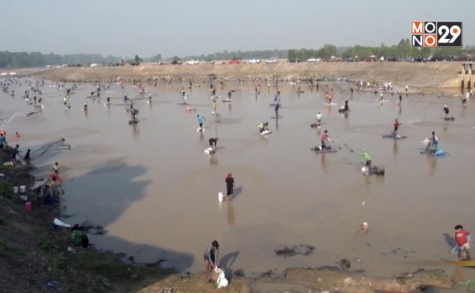 ลงแขกจับปลาหลังเกิดภัยแล้งน้ำลด จ.อุบลราชธานี