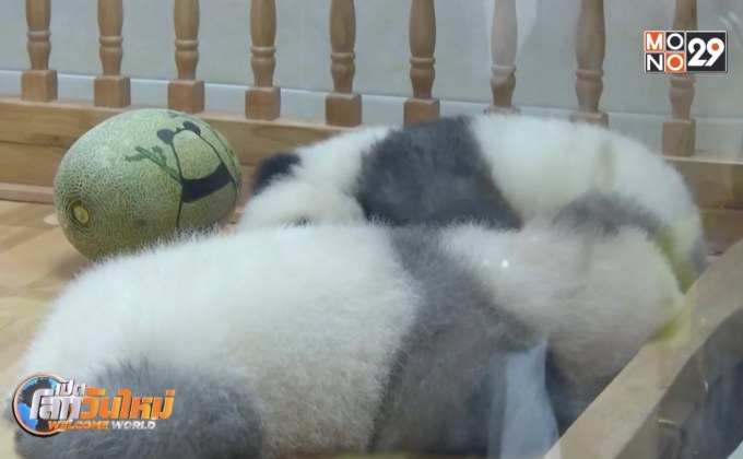 จีนเผยโฉมแพนด้าขนเทาครั้งแรก