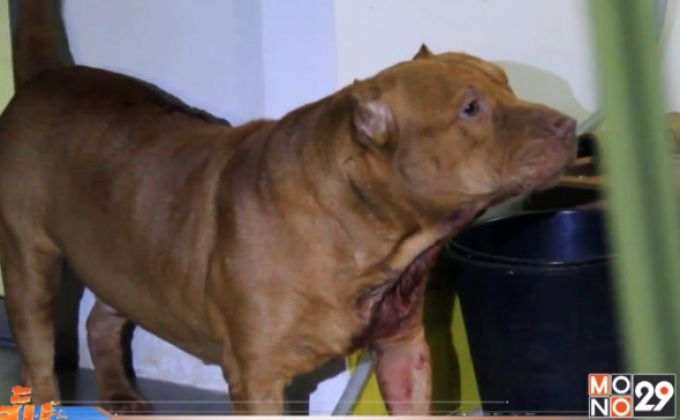 พิทบูลกัดเจ้าของสองหนุ่มสาวแผลเหวอะ