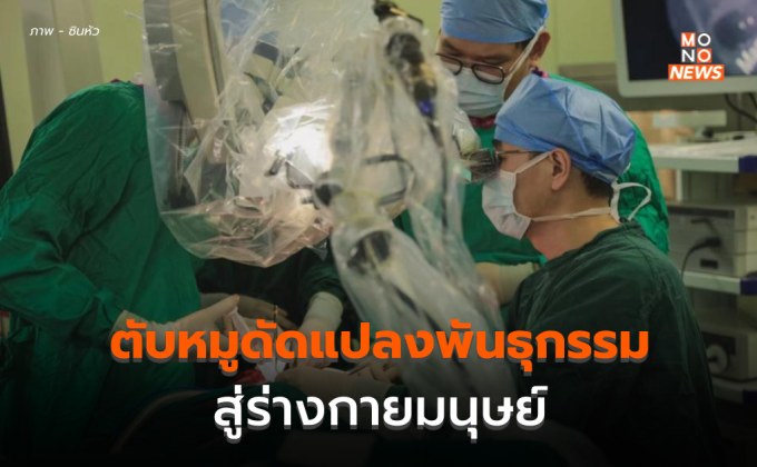 นักวิจัยจีนปลูกถ่าย ‘ตับหมูดัดแปลงพันธุกรรม’ สู่ร่างกายมนุษย์