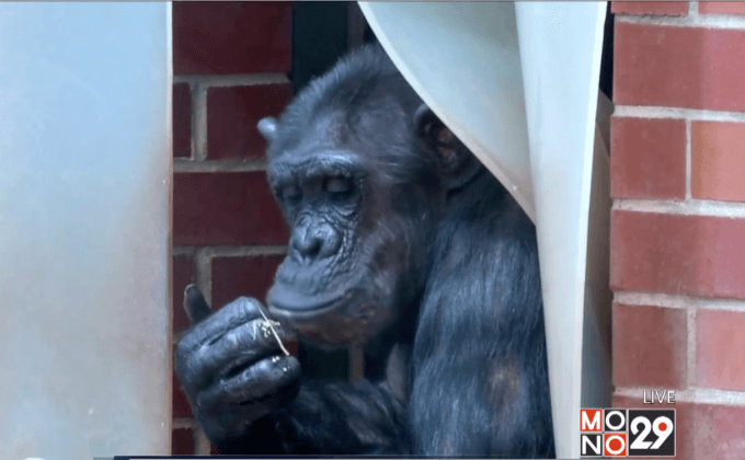 กรงจำลองชีวิตธรรมชาติของชิมแปนซี