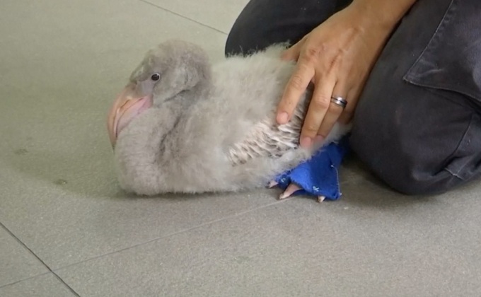 รองเท้าบูทเพื่อนกฟลามิงโกในสิงคโปร์