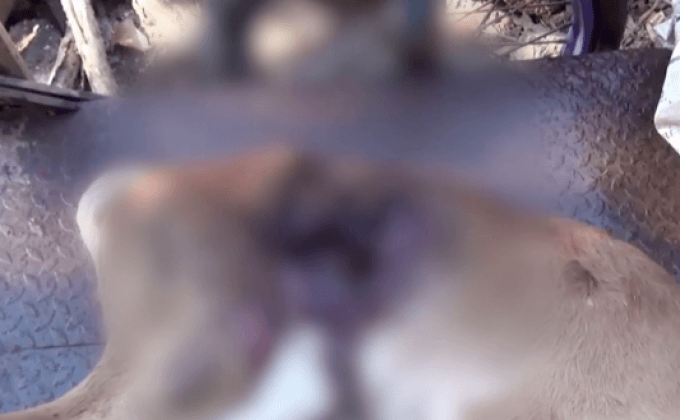 ปศุสัตว์จังหวัดลำปางตรวจสอบลูกวั​วถูกควักไส้ตาย