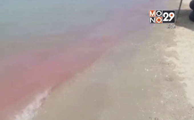 นักท่องเที่ยวแตกตื่น! น้ำทะเลบางแสนเปลี่ยนเป็นสีชมพู